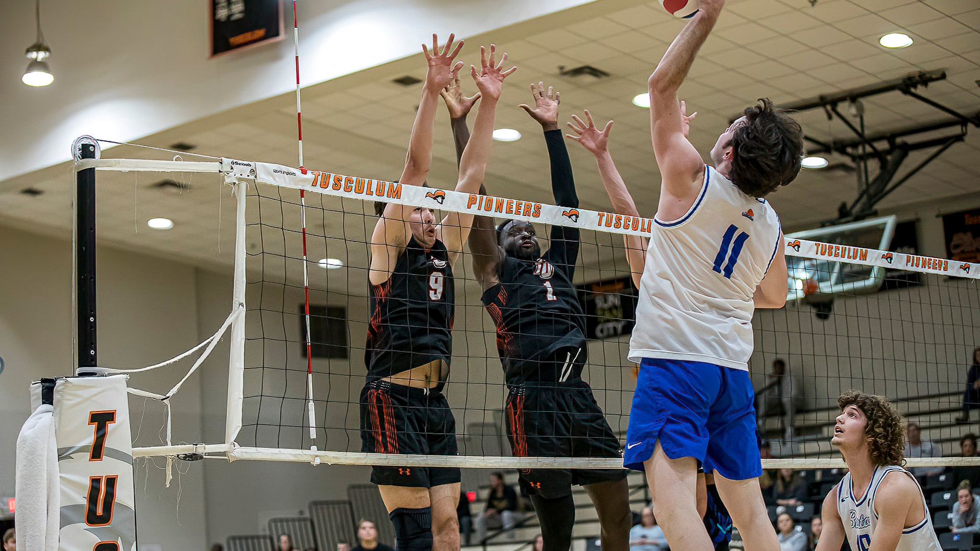 Tusculum troubled by LMU in IVA matchup